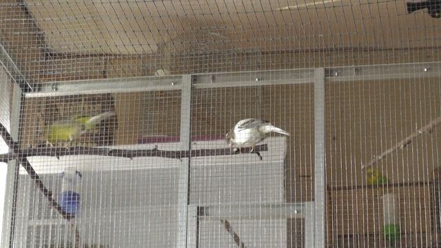 ГИБРИД ОТ ГИБРИДА ( это возможно?) смотреть онлайн