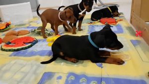 Щенки цвергпинчера 1 месяц.