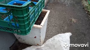 Открыла ящик с подзимними посевами