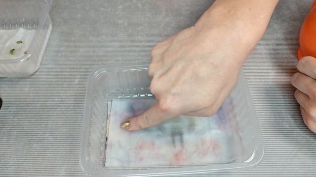 Самый надёжный способ проращивания семян ПЕЛАРГОНИИ (герани) смотреть онлайн