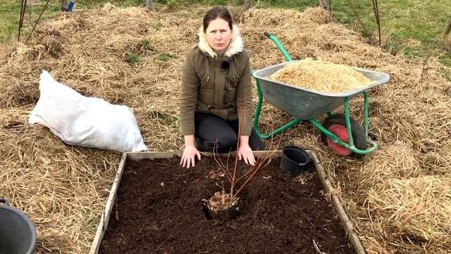 лохина, голубика. як садити на чорноземах і суглінках. смотреть онлайн