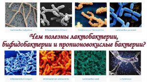 Диабет или нет? День 103-105. Лактобактерии, бифидобактерии, пропионовокислые бактерии. Микрофлора.