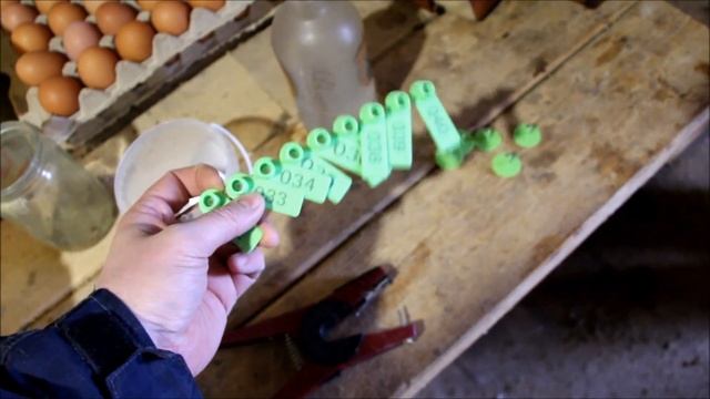 Биркование свиней / livestock ear tag