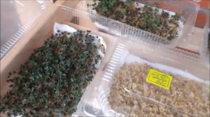 Микрозелень. Горчица и кориандр.