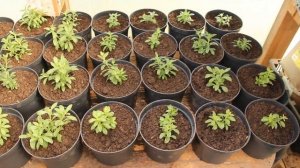 Черенкование Закончила! Выращивание Калибрахоа в стакане "7" и в 1,1л. Прищипка 2 раз.