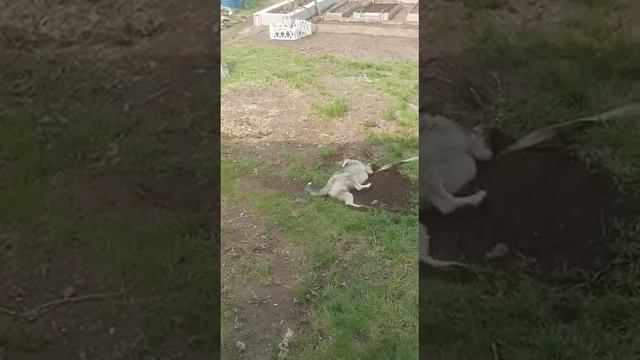 Собака копака. смотреть онлайн