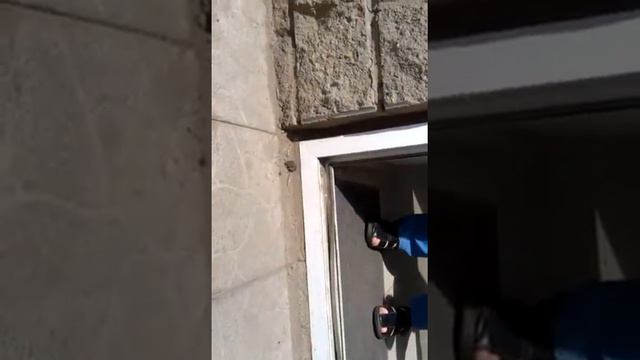 опасное животное в астане