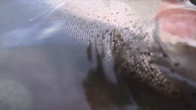 RIVER WIDE : An Uncertain Future for Salmon & the Skeena River Fishery смотреть онлайн