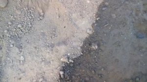 Залил тарантула и убил