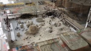 Муравьи-жнецы, год спустя. Кормлю тараканом и рассказываю о численности колонии