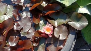 Всего 3 растения для изысканного дизайна дачного участка, с ними вы не устанете и создадите красоту