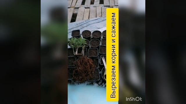 Делением корнем . смотреть онлайн