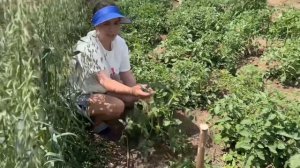 Пасинкування помідорів???Косовиця з Донгфенг!