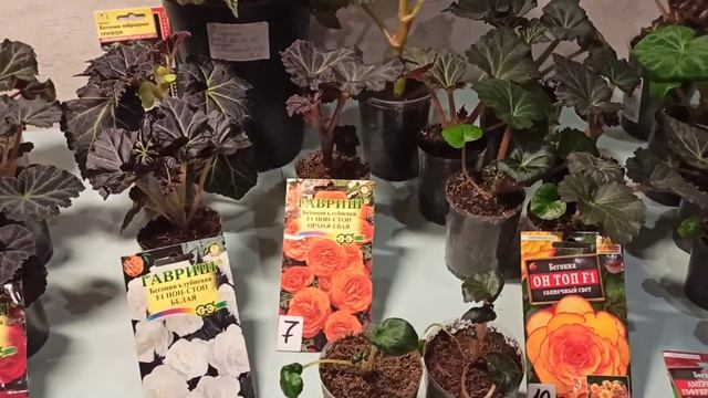 БЕГОНИЯ/ КЛУБНЕВАЯ БЕГОНИЯ ИЗ СЕМЯ/ШОКИРУЮЩИЙ РЕЗУЛЬТАТ 21г#205 17 МАРТА смотреть онлайн