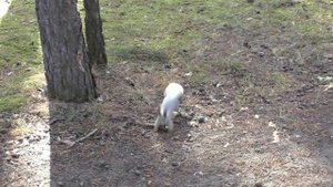 Белка и ее повадки | Squirrel and its habits