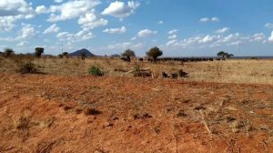 Сафари в кенийском национальном парке Восточный Цаво