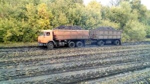 Вывоз сахарной свеклы с поля