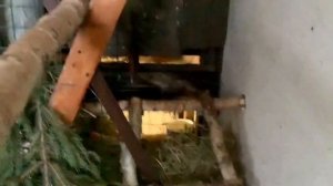 Могут ли куры и кролики жить вместе?