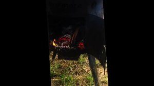 Американский булли / American bully /