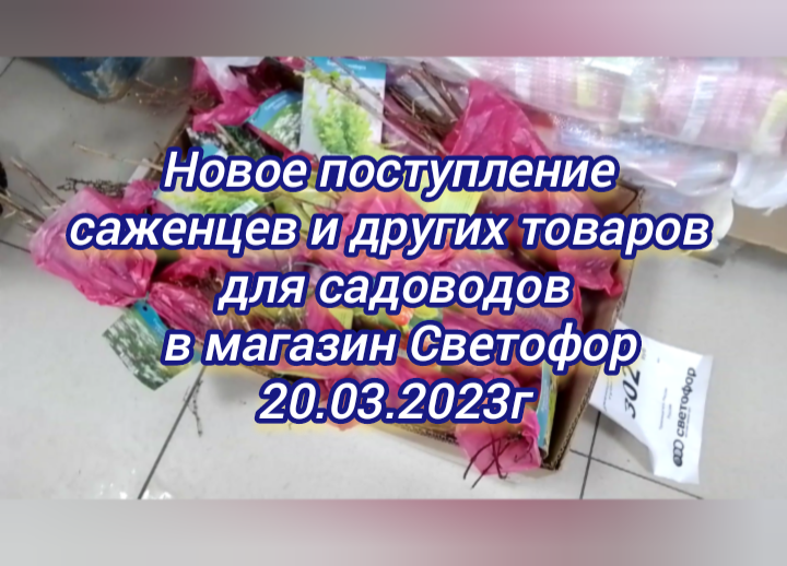 Новое поступление саженцев и других товаров для садоводов в магазин Светофор 20.03.2023г
