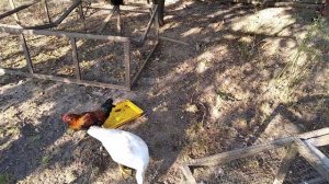 Карликовые куры Индийские бегунки и Мускусные утки