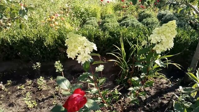 Обзор цветников №10 (11.08.2018). Хризантемы мультифлора, гортензии, розы, альстромерия смотреть онлайн