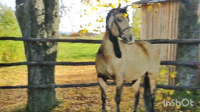 КОЗЬМОДЕМЬЯНСК ОКТЯБРЬ 2022 ЭКСУРСИЯ. ЭТНОГРАФИЧЕСКИЙ МУЗЕЙ ПОД ОТКРЫТЫМ НЕБОМ? смотреть онлайн