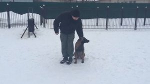 Дрессировка Малинуа (Бельгийской овчарки)