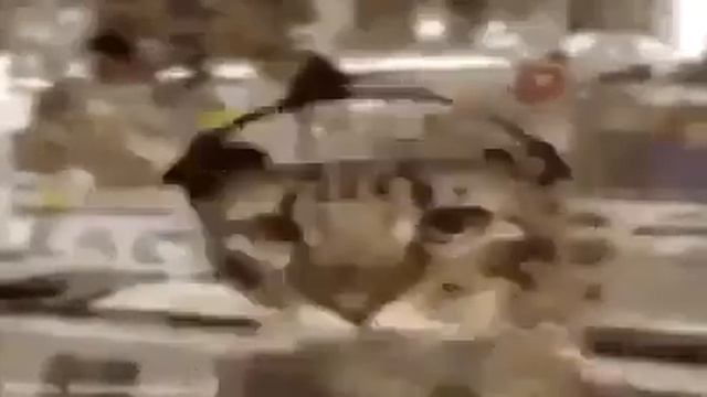 Кот в наушниках из тик тока смотреть онлайн