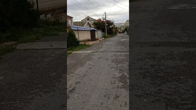 Волкодав смотреть онлайн