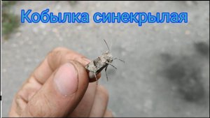 Кобылка синекрылая / насекомые / особенности, повадки, обитание 4к 60фпс