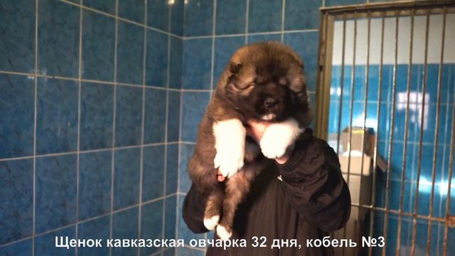Питомник Кавказских овчарок. Щенки кавказской овчарки. www.r-risk.ru +7 9262205603 Татьяна Ягодкина смотреть онлайн