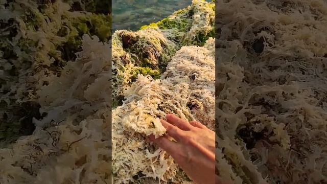 Дары Черного моря, мочалка из водорослей #beautiful#водоросли#дарыморя#