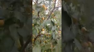 Абрикос Триумф Севера