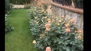 Розы на даче, или как украсить дачу розами