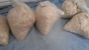 мой мицелий