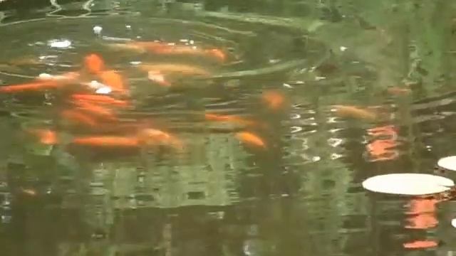 Карпы кои и декоративные караси в диком пруду. смотреть онлайн