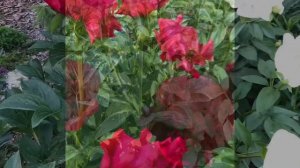 Этот цветок символ долголетия-цветок  пион  (Paeonia)