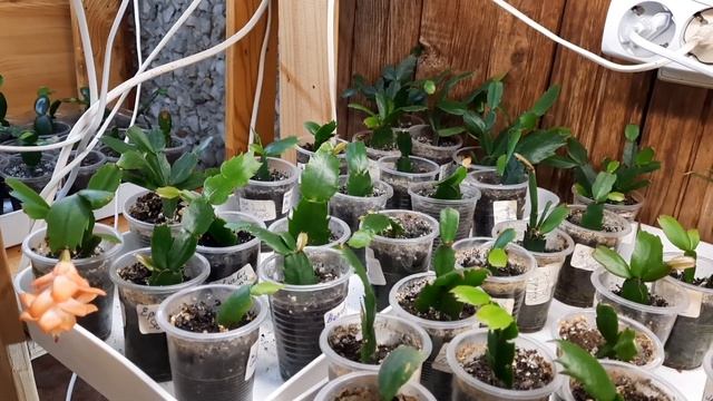 Мои секреты выращивания декабристов./ My secrets of growing a shlumbergera. смотреть онлайн