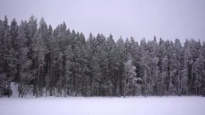 Прогулка по зимнему лесу. Озеро Горица, Выборг. Walk through the winter forest.