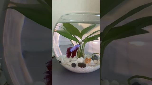 Betta fish tank. Маленький аквариум без фильтра для рыбки-петушка