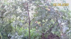 Слива на биогумусе. Выращивание сливы на участке