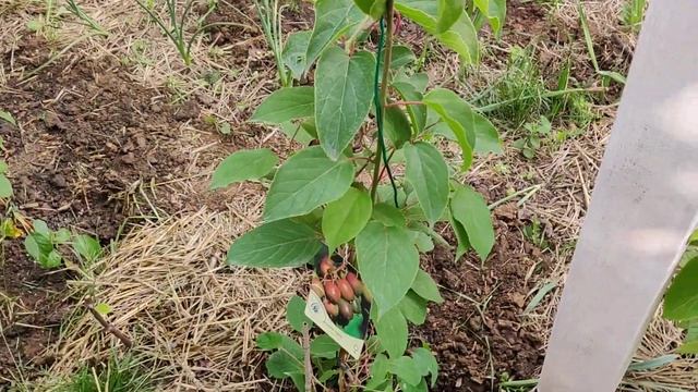 Kiwi partea 2 - Actinidia Arguta - Mini-kiwi смотреть онлайн