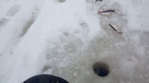 Ловля плотвы на мандавошку (часть-1)