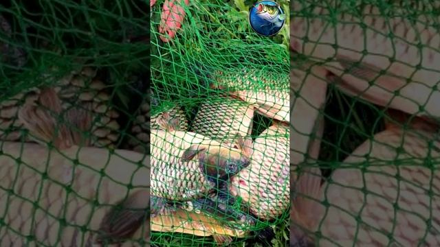 Карп Квадрат на ленинградке смотреть онлайн