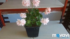 Зональная пеларгония Saga