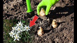 Какие цветы посадить в августе сентябре для наилучшего укоренения!?