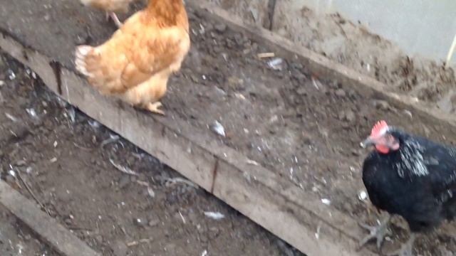 Декабрь, зима ❄️ мне только снится ? / Шишка проросла ? / Курочки подросли ? / С Новым годом! ? смотреть онлайн