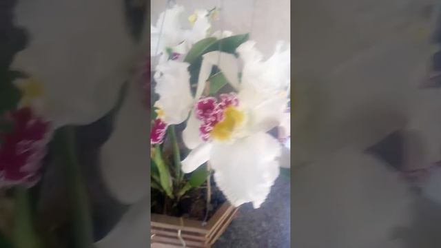 Floração C.Mikki Nagatta 06/07/2018