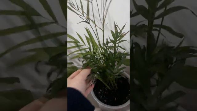 Мои цветы🏵🌹🥀🌺🌷⚘ смотреть онлайн